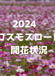 2024コスモスロード開花状況