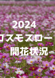 2024コスモスロード開花状況